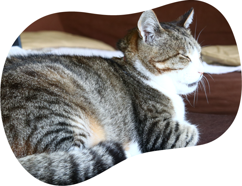 猫